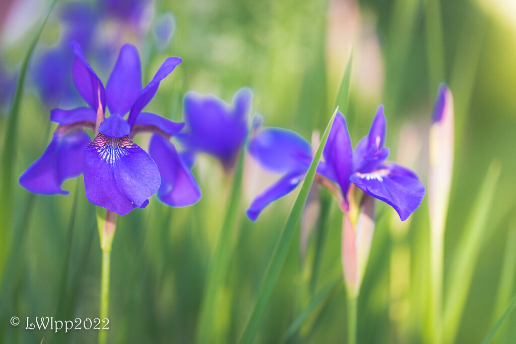 Purple Bloom by lesip