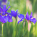 Purple Bloom by lesip