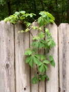 22nd May 2022 - Virginia creeper...