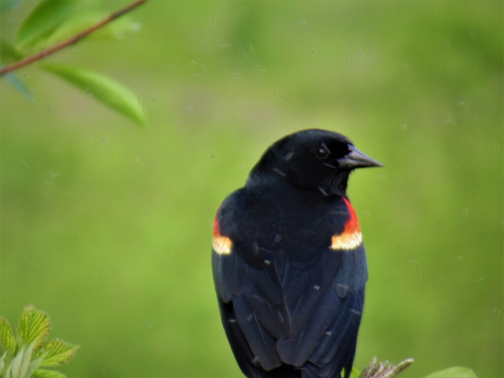 Red-winged Blackbird by granagringa