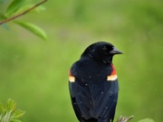 20th May 2022 - Red-winged Blackbird