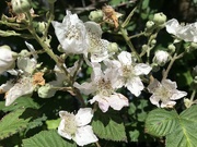 21st May 2022 - Blackberry blossoms