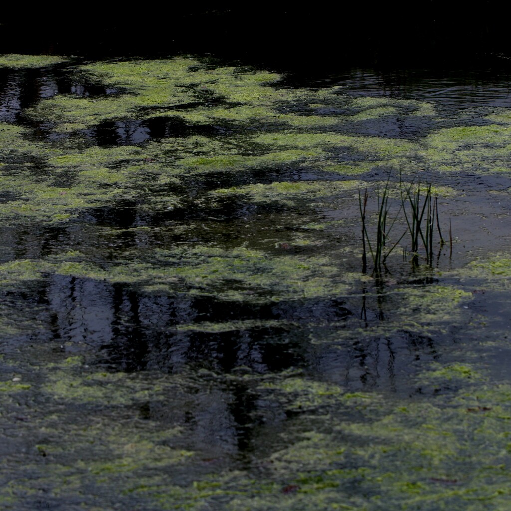 ~~how green is your pond~~ by motherjane