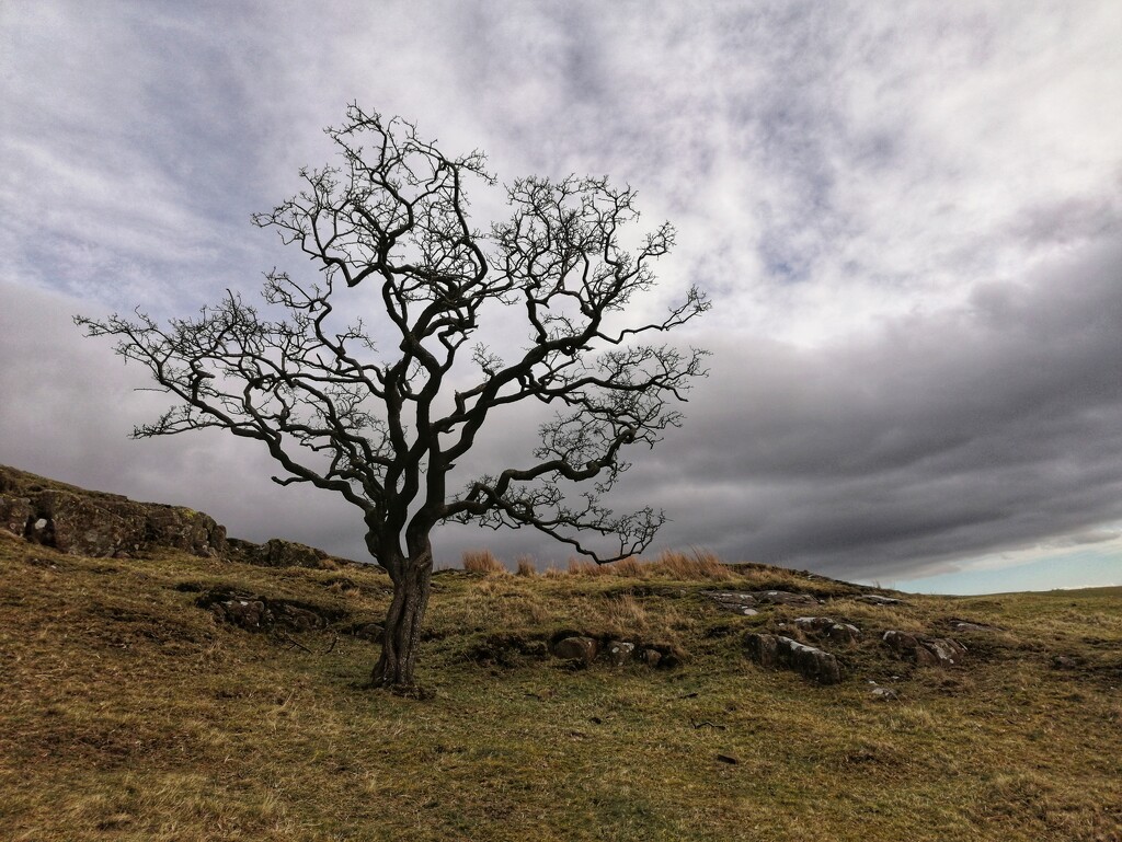 Hadrian's Wall tree  by fueast