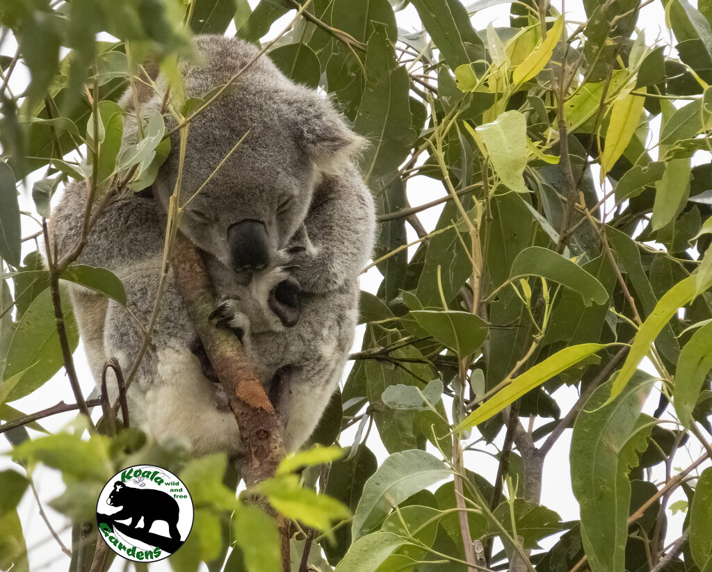 easy peasy by koalagardens