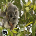 easy peasy by koalagardens