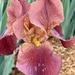 Iris by essiesue
