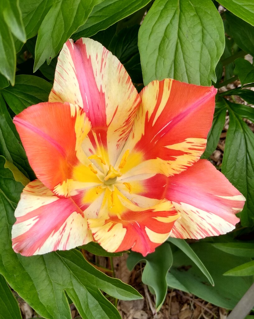 Tulip at Edwards Garden by bruni