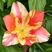 Tulip at Edwards Garden
