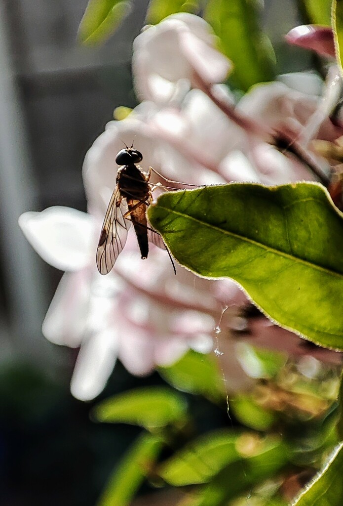 Hover fly  by boxplayer