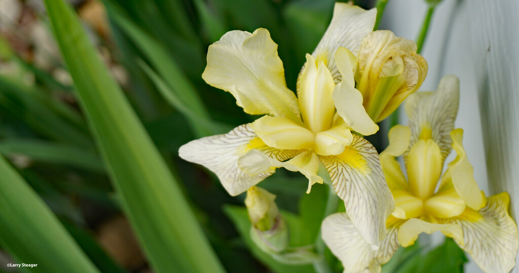 White iris by larrysphotos