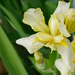 White iris by larrysphotos