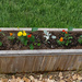 Patio box planted by larrysphotos