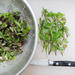 Arugula and mesclun scraps to salad microgreens