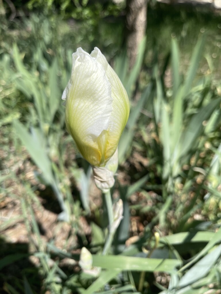 White Iris bud by sandlily