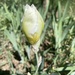 White Iris bud