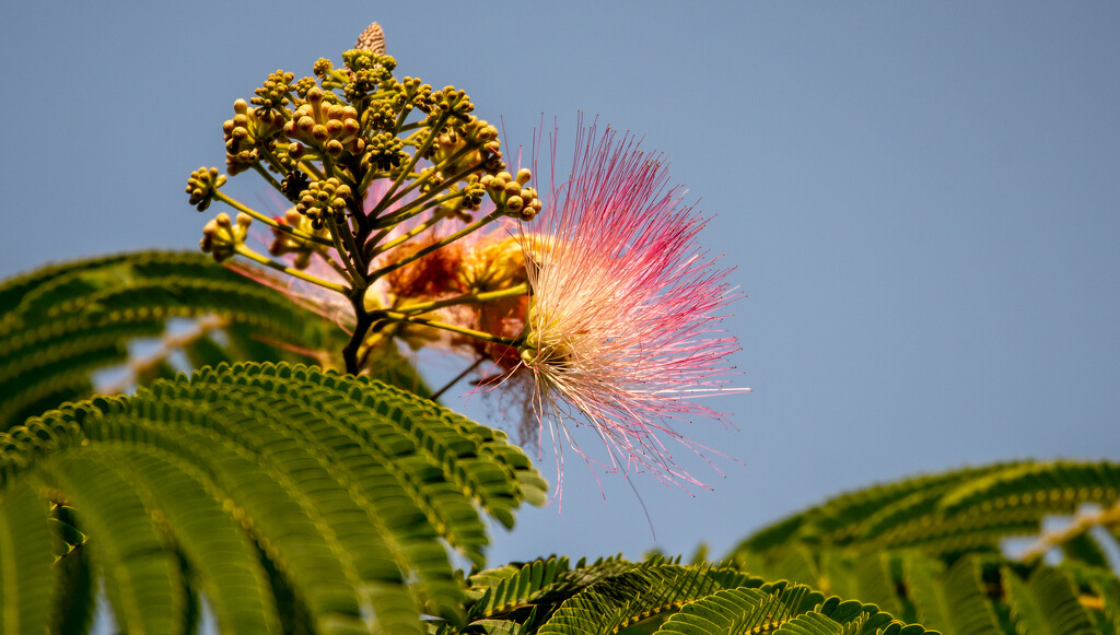 Mimosa Tree/flower! by rickster549