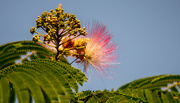 21st May 2022 - Mimosa Tree/flower!