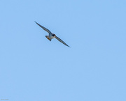 21st May 2022 - Peregrine Falcon