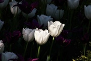 19th May 2022 - White Tulips