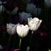 White Tulips by randy23