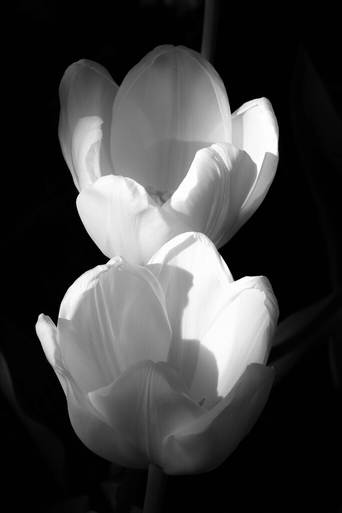 White Tulips In Black And White by randy23