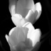 White Tulips In Black And White