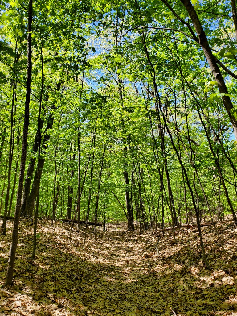 Spring woods by edorreandresen