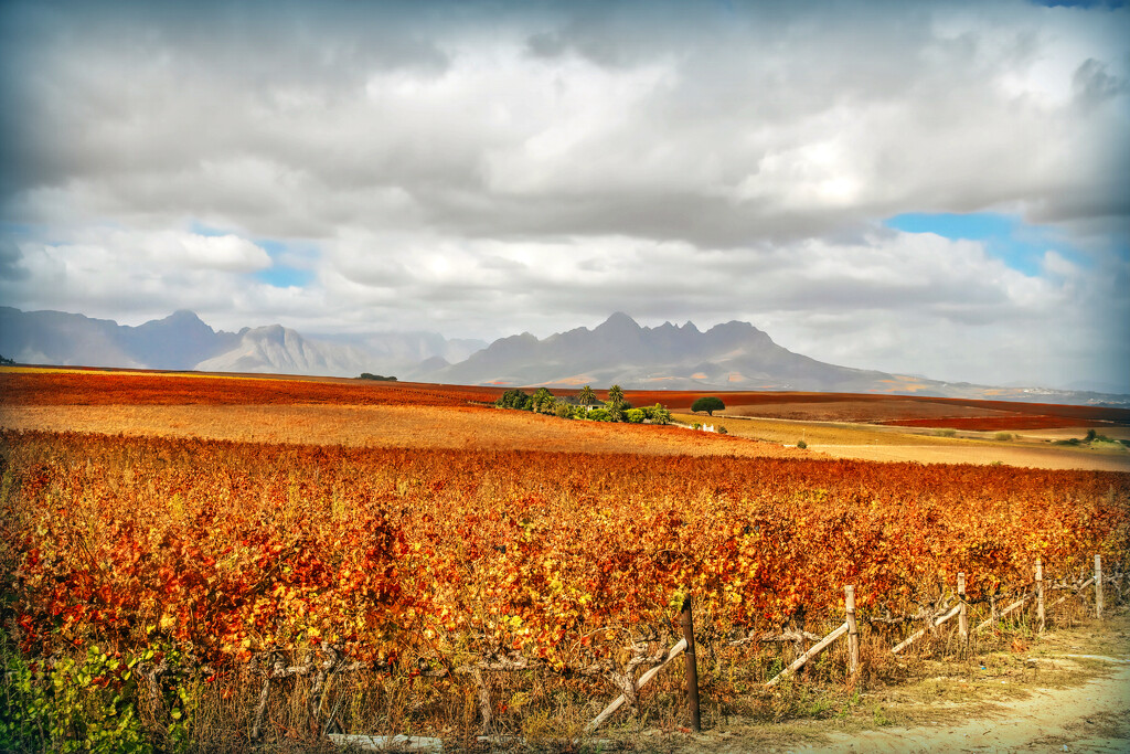 Vineyards as far as the eye can see by ludwigsdiana