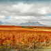 Vineyards as far as the eye can see by ludwigsdiana