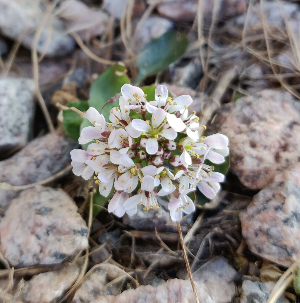 Alpine Penny-cress (Thlaspi caerulescens, syn. Thlaspi alpestre, syn. Noccaea caerulescens) by annelis