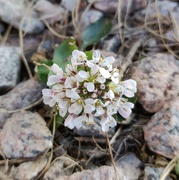 21st Apr 2022 - Alpine Penny-cress (Thlaspi caerulescens, syn. Thlaspi alpestre, syn. Noccaea caerulescens)