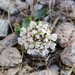 Alpine Penny-cress (Thlaspi caerulescens, syn. Thlaspi alpestre, syn. Noccaea caerulescens)