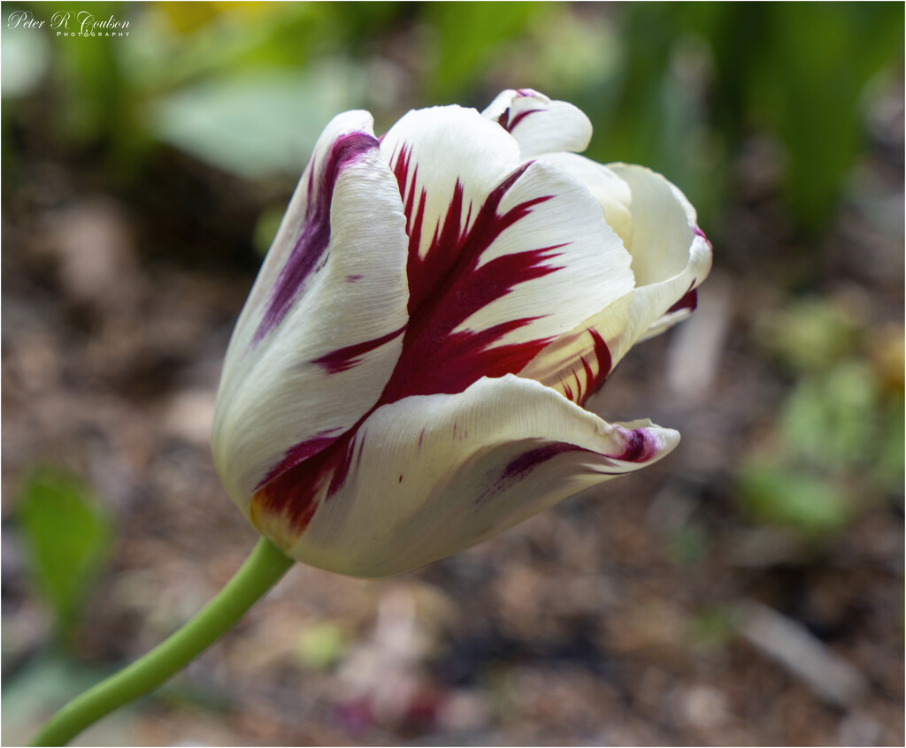 Red and White by pcoulson