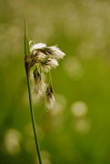 21st May 2022 - 2022-05-21 cotton-grass