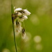 2022-05-21 cotton-grass by mona65