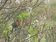 22nd May 2022 - Robin in the serviceberry tree