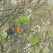 Robin in the serviceberry tree by etienne