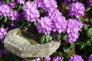 22nd May 2022 - Overhanging the bird bath .