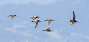 13th Apr 2022 - Godwits migrating from Miranda New Zealand