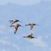 Godwits migrating from Miranda New Zealand by creative_shots