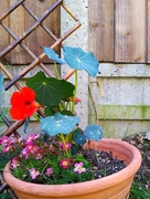 22nd May 2022 - Pot, Nasturtium and some Pink Flowers