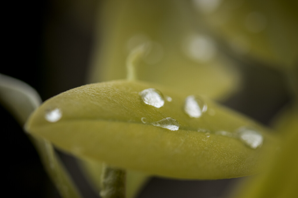 Dew Drops by swchappell