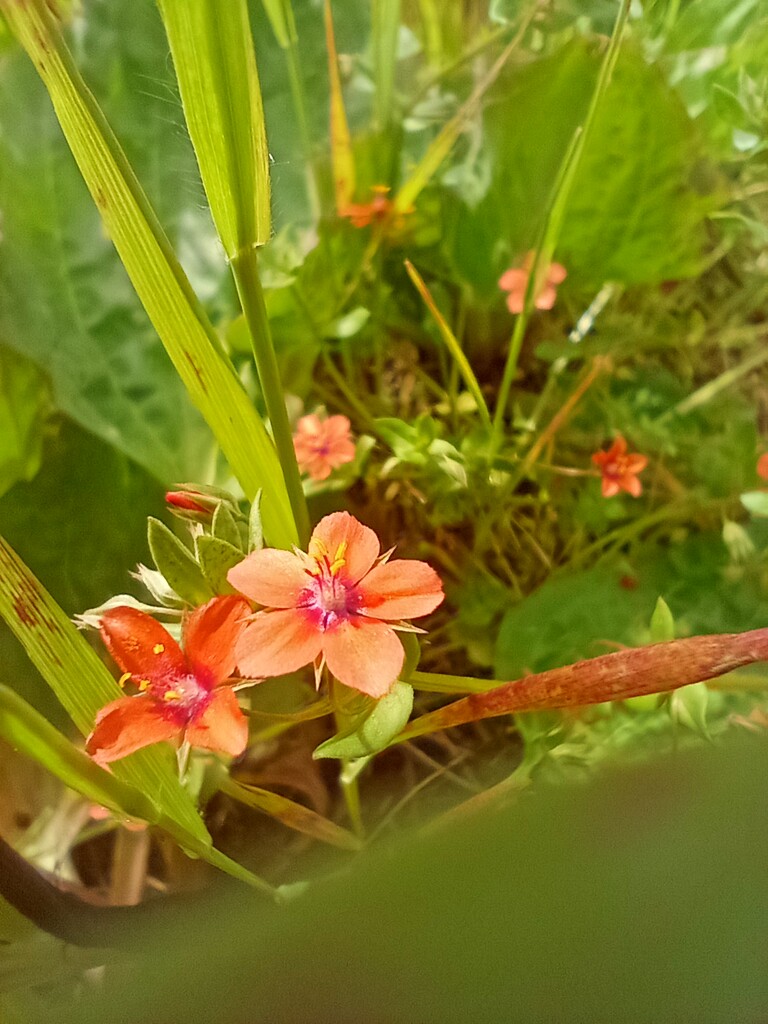 Scarlet Pimpernel by 365projectorgjoworboys