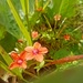 Scarlet Pimpernel by 365projectorgjoworboys