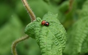 22nd May 2022 - Ladybird love in