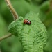 Ladybird love in