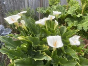 22nd May 2022 - Arum Lily Flowers