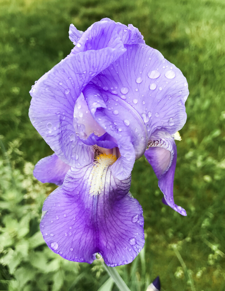 My irises have bloomed by mittens
