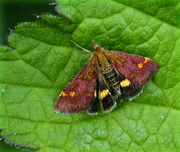 22nd May 2022 - Mint Moth. 